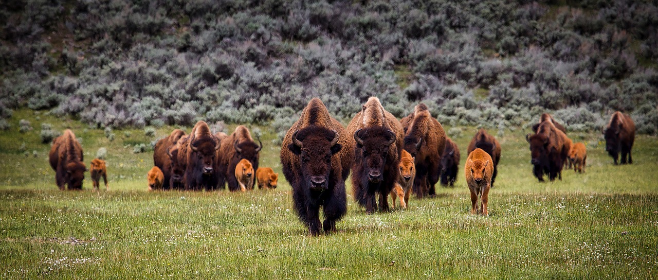 Yellowstone National Park